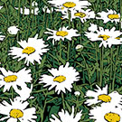 Daisies