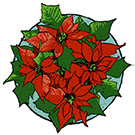 Poinsettia