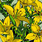 Yellow Lillies