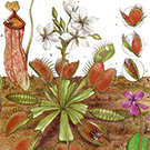 Carnivorous Plants