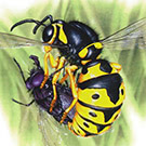 Wasp