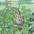 Hedgerows