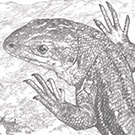 Common Lizard