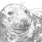 Grey Seal