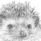 Hedgehog